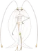 Pheromosa