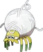 Tarountula
